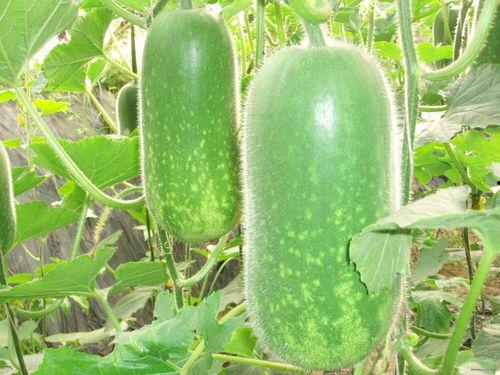 51今日大瓜 911爆料独家揭秘,911独家爆料事件全解析